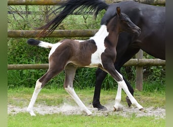 Arabisch Partbred, Hengst, 1 Jaar, 156 cm, Tobiano-alle-kleuren