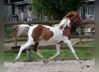 Arabisch Partbred, Hengst, 1 Jaar, 156 cm, Tobiano-alle-kleuren