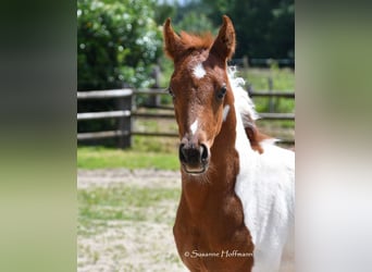 Arabisch Partbred, Hengst, 1 Jaar, 156 cm, Tobiano-alle-kleuren