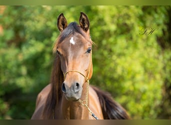 Arabisch Partbred, Hengst, 1 Jaar, Bruin