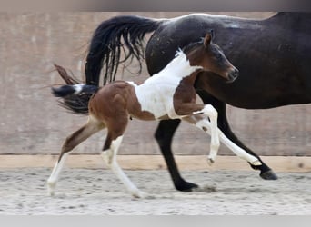 Arabisch Partbred, Hengst, 1 Jaar, Gevlekt-paard