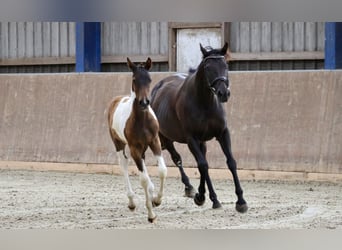 Arabisch Partbred, Hengst, 1 Jaar, Gevlekt-paard