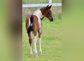 Arabisch Partbred, Hengst, 1 Jaar, Gevlekt-paard