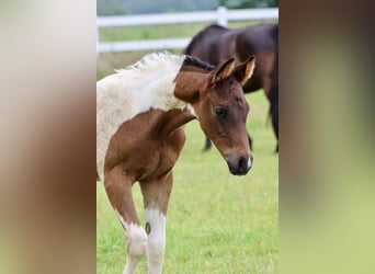 Arabisch Partbred, Hengst, 1 Jaar, Gevlekt-paard