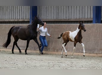 Arabisch Partbred, Hengst, 1 Jaar, Gevlekt-paard