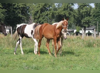 Arabisch Partbred, Hengst, 2 Jaar, 152 cm, Vos