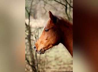 Arabisch Partbred, Hengst, 2 Jaar, 152 cm, Vos