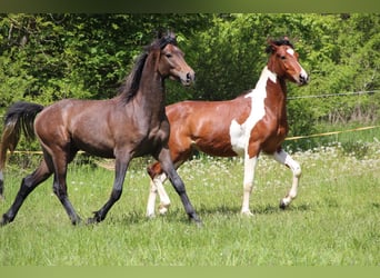 Arabisch Partbred, Hengst, 2 Jaar, 154 cm
