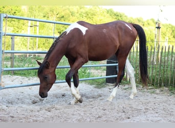 Arabisch Partbred, Hengst, 2 Jaar, 155 cm, Tobiano-alle-kleuren