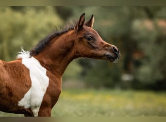 Arabisch Partbred, Hengst, 2 Jaar, 155 cm, Tobiano-alle-kleuren