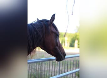 Arabisch Partbred, Hengst, 2 Jaar, 155 cm, Tobiano-alle-kleuren