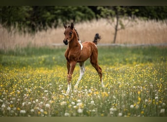 Arabisch Partbred, Hengst, 2 Jaar, 155 cm, Tobiano-alle-kleuren