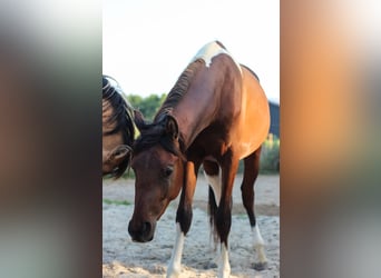 Arabisch Partbred, Hengst, 2 Jaar, 155 cm, Tobiano-alle-kleuren