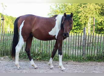Arabisch Partbred, Hengst, 2 Jaar, 155 cm, Tobiano-alle-kleuren