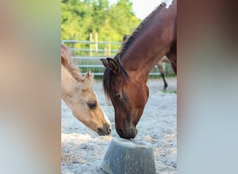 Arabisch Partbred, Hengst, 2 Jaar, 155 cm, Tobiano-alle-kleuren