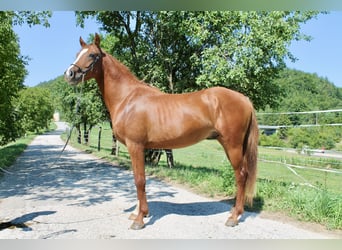 Arabisch Partbred, Hengst, 2 Jaar, 155 cm, Vos