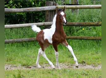 Arabisch Partbred, Hengst, 2 Jaar, 156 cm, Tobiano-alle-kleuren