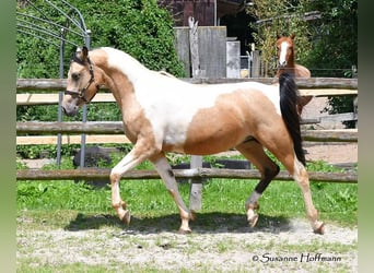 Arabisches Partbred, Hengst, 3 Jahre, 153 cm, Tobiano-alle-Farben