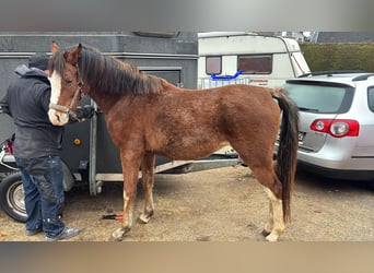 Arabisch Partbred, Hengst, 4 Jaar, 147 cm, Roan-Red
