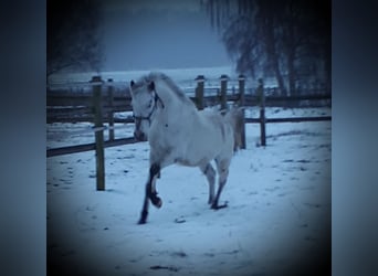 Arabisch Partbred, Hengst, 5 Jaar, 152 cm, Appaloosa