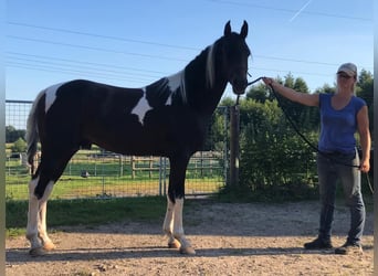 Arabisch Partbred, Hengst, 6 Jaar, 153 cm, Tobiano-alle-kleuren