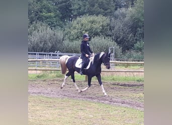 Arabisch Partbred, Hengst, 6 Jaar, 153 cm, Tobiano-alle-kleuren