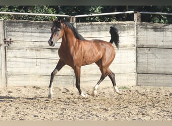 Arabisch Partbred, Hengst, 6 Jaar, 157 cm, Bruin