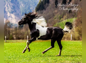 Arabisch Partbred, Hengst, 3 Jaar, 150 cm, Gevlekt-paard