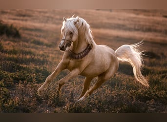 Arabisch Partbred, Hengst, 11 Jaar, 154 cm, Palomino