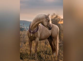 Arabisch Partbred, Hengst, 11 Jaar, 154 cm, Palomino