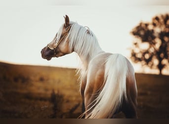 Arabisch Partbred, Hengst, 11 Jaar, 154 cm, Palomino