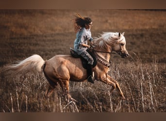 Arabisch Partbred, Hengst, 11 Jaar, 154 cm, Palomino