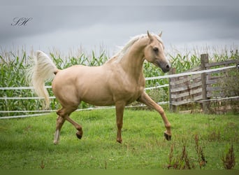 Arabisch Partbred, Hengst, 11 Jaar, 154 cm, Palomino