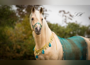 Arabisch Partbred, Hengst, 12 Jaar, 154 cm, Palomino