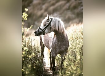 Arabisch Partbred, Hengst, 6 Jaar, 148 cm, Schimmel