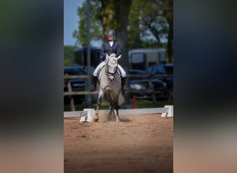 Arabisch Partbred, Hengst, 6 Jaar, 148 cm, Schimmel
