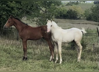 Arabisch Partbred, Hengst, veulen (05/2023), 143 cm, Palomino