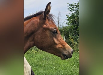 Arabisch Partbred Mix, Hengst, veulen (03/2024), 150 cm