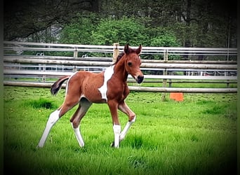 Arabisch Partbred, Hengst, veulen (04/2024), 150 cm, Tobiano-alle-kleuren