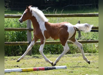 Arabisches Partbred, Hengst, Fohlen (03/2024), 152 cm, Tobiano-alle-Farben