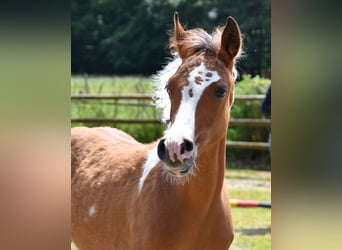 Arabisch Partbred, Hengst, veulen (03/2024), 152 cm, Tobiano-alle-kleuren