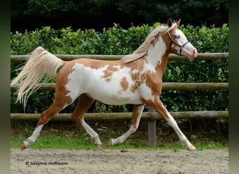 Arabisch Partbred, Hengst, veulen (03/2023), 154 cm, Overo-alle-kleuren