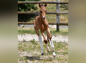 Arabisch Partbred, Hengst, Veulen (05/2025), 155 cm, Champagne