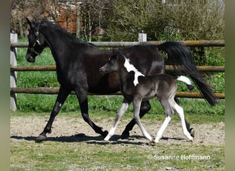 Arabisch Partbred, Hengst, Veulen (03/2026), 156 cm, Tobiano-alle-kleuren