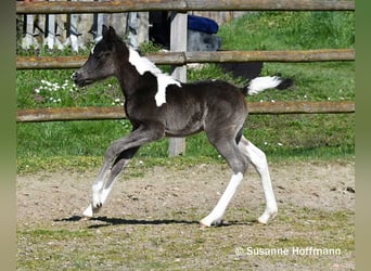 Arabisch Partbred, Hengst, Veulen (03/2026), 156 cm, Tobiano-alle-kleuren