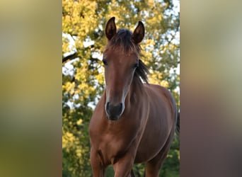 Arabisch Partbred, Hengst, Veulen (03/2025), Bruin