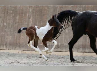 Arabisch Partbred, Hengst, veulen (04/2024), Gevlekt-paard
