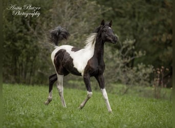 Arabisch Partbred, Hengst, Veulen (03/2026), Gevlekt-paard