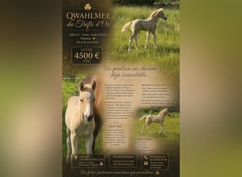 Arabisch Partbred, Hengst, Veulen (04/2026), Palomino