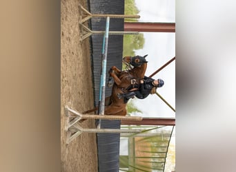 Arabisch Partbred, Merrie, 11 Jaar, 148 cm, Vos